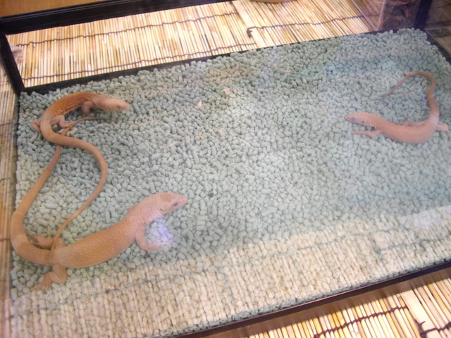 e0119439_2314052.jpg