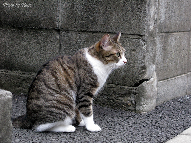 a0117440_6224853.jpg
