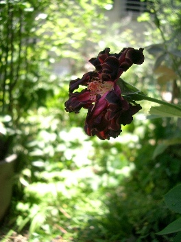 c0186463_16545093.jpg