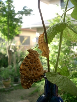 c0186463_1657208.jpg