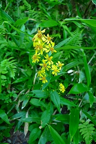 f0182173_9512796.jpg