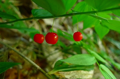 f0182173_9522873.jpg
