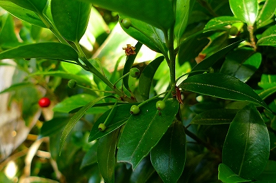 f0182173_9524214.jpg