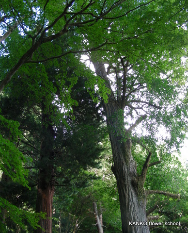 c0145299_054882.jpg