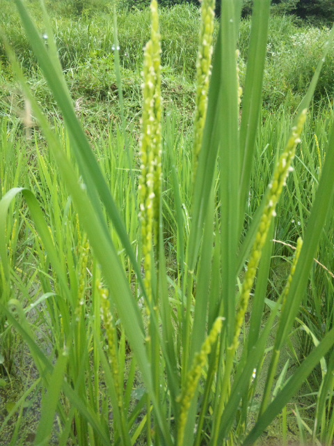 c0126205_17525434.jpg