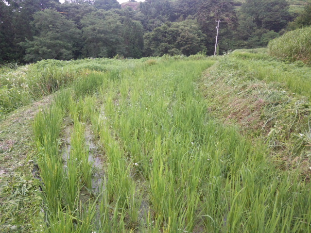 c0126205_17525499.jpg