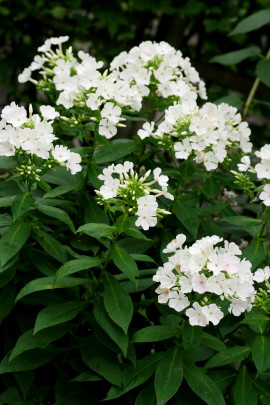 f0041606_2012629.jpg