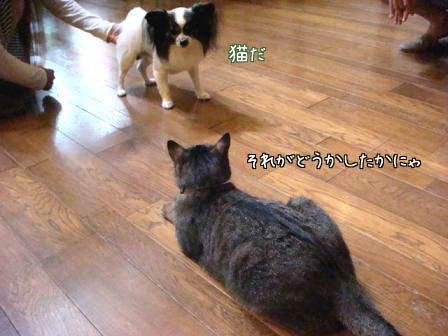 f0064906_1558327.jpg