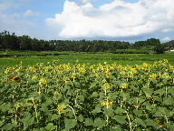 a0157619_015746.jpg