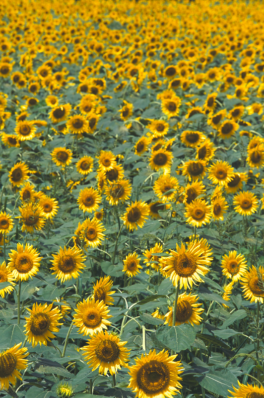 c0211639_9475260.jpg
