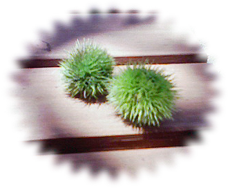 a0135840_1181226.jpg