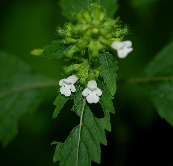 d0091754_130334.jpg