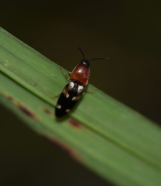 d0091754_1452164.jpg
