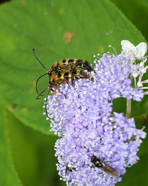 d0091754_156654.jpg