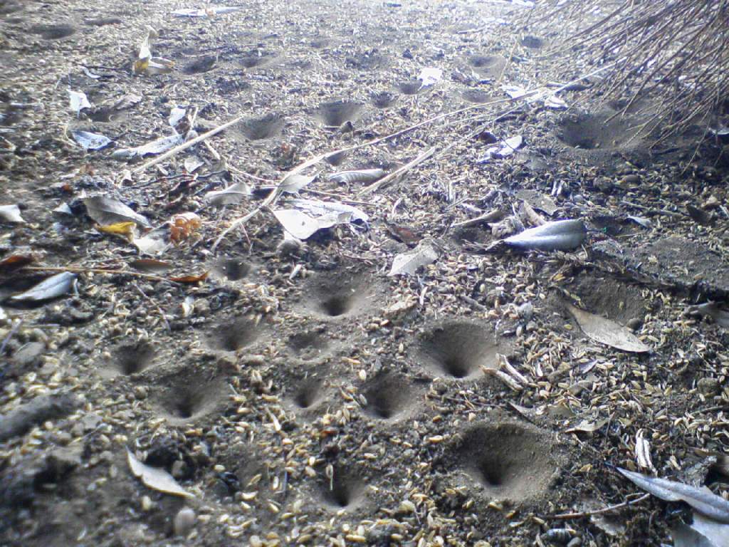 e0110055_2327624.jpg