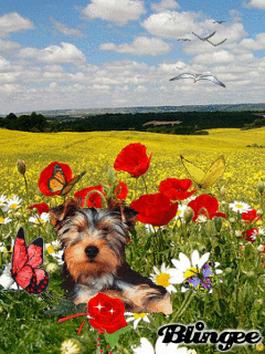 a0063364_23454344.gif