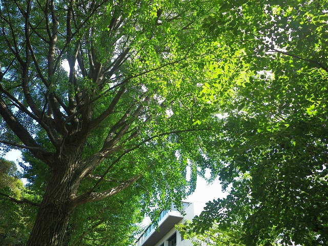e0078069_22481068.jpg