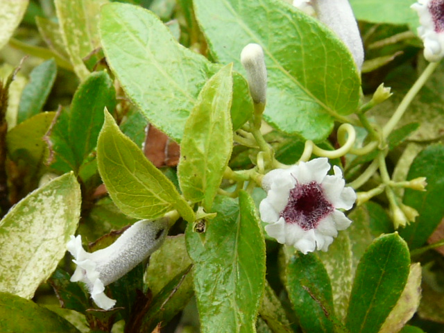 e0145782_17391772.jpg