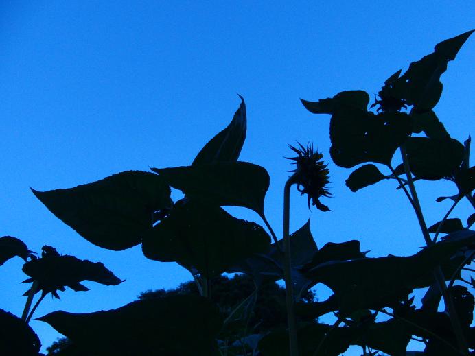 c0156345_10175436.jpg