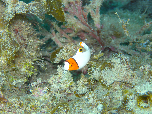 b0062363_7482768.jpg