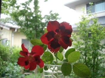c0186463_17124819.jpg