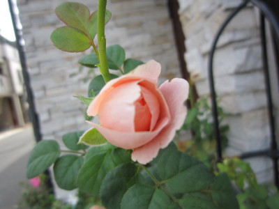 c0202870_11361161.jpg