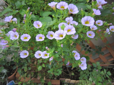 c0202870_11395698.jpg