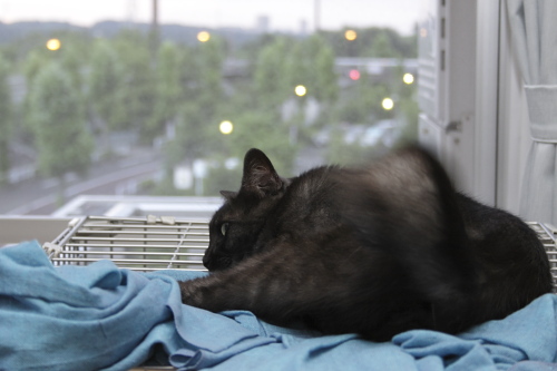 どうしたらいいんだろう ケージの上で黄昏れる小僧