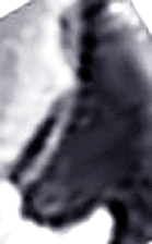 e0103408_13545183.gif