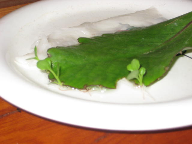 e0166032_21264334.jpg