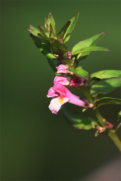 c0152779_207539.jpg