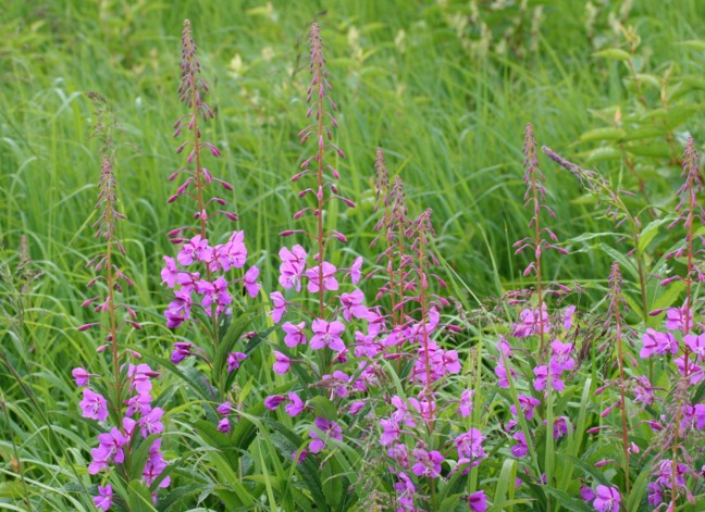 c0144185_1148692.jpg