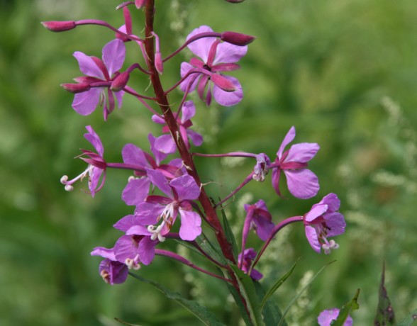 c0144185_9532848.jpg