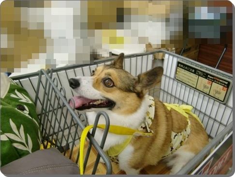 f0182121_20125158.jpg