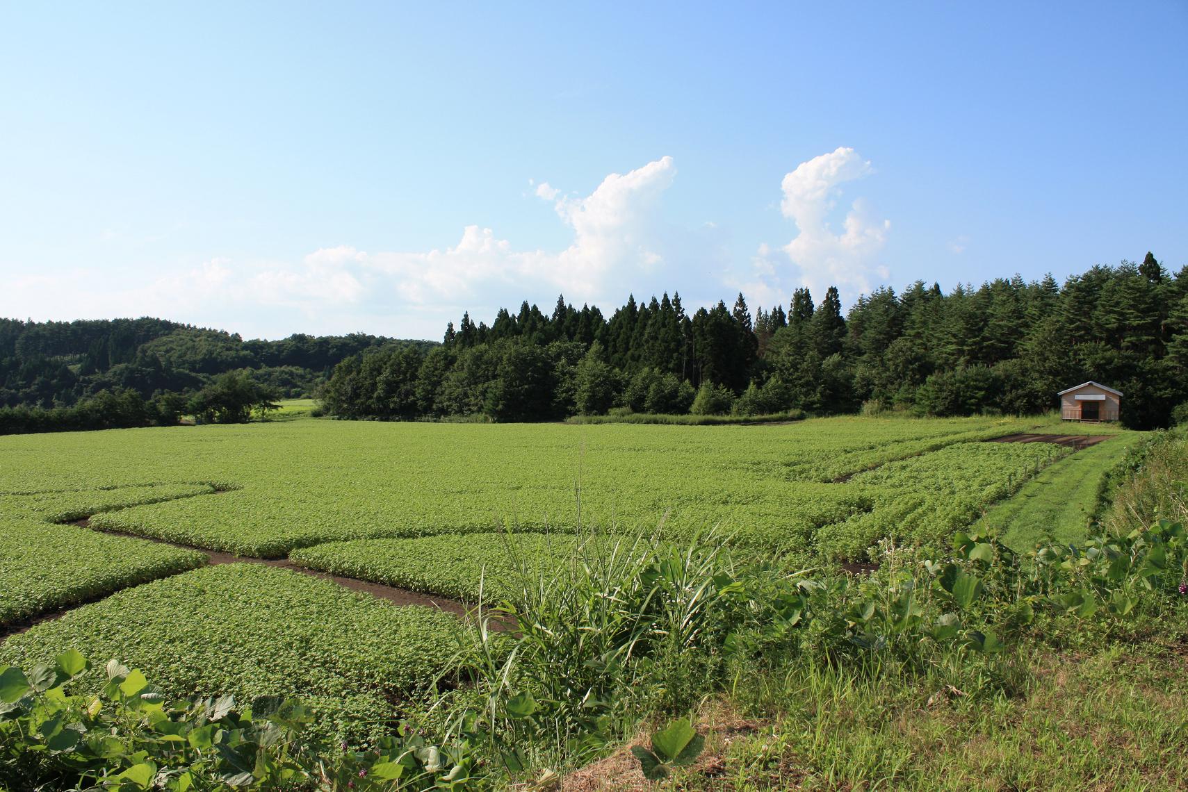 a0123331_0452191.jpg