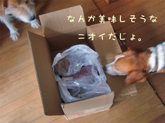 c0086746_1162332.jpg