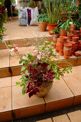 e0025655_6233788.jpg