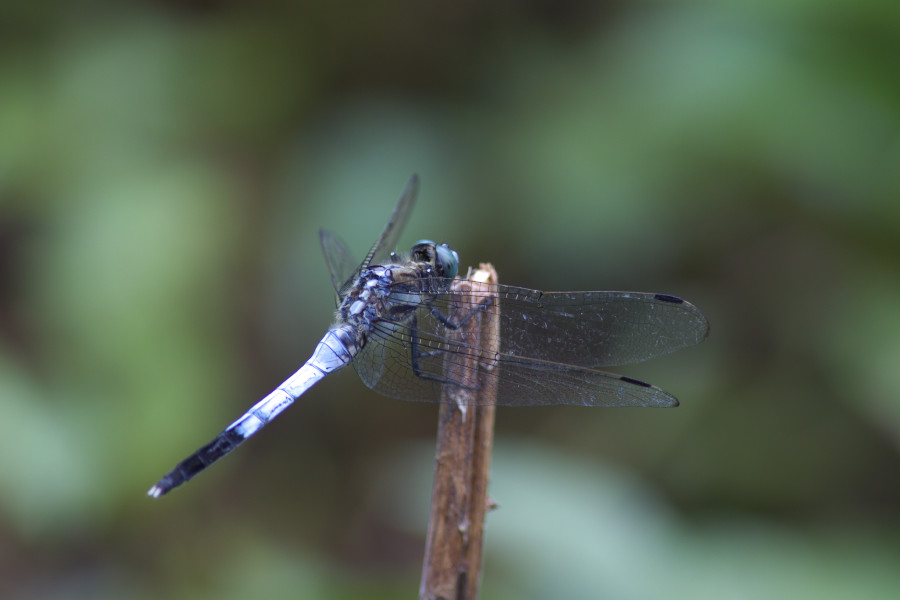 d0042959_1033531.jpg