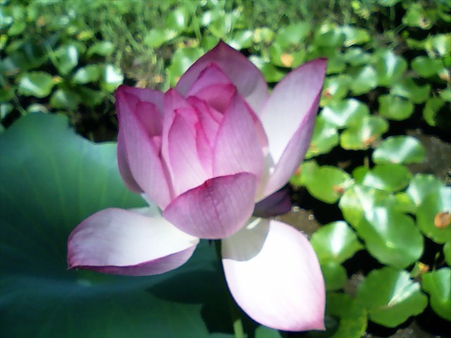e0151566_12402048.jpg