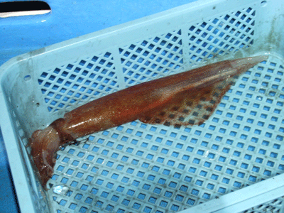d0094868_19123560.gif