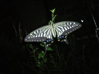 f0016981_17785.jpg