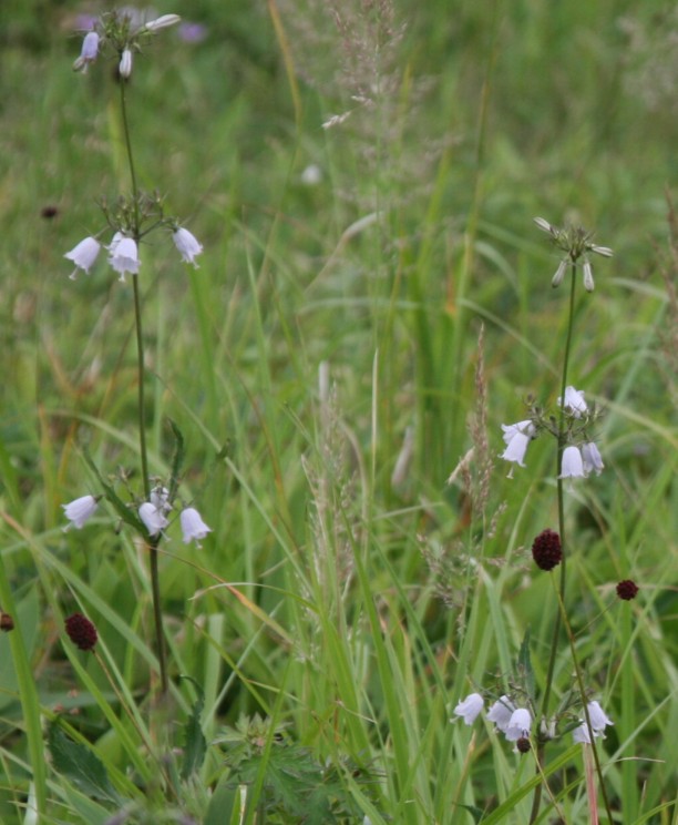 c0144185_1154364.jpg