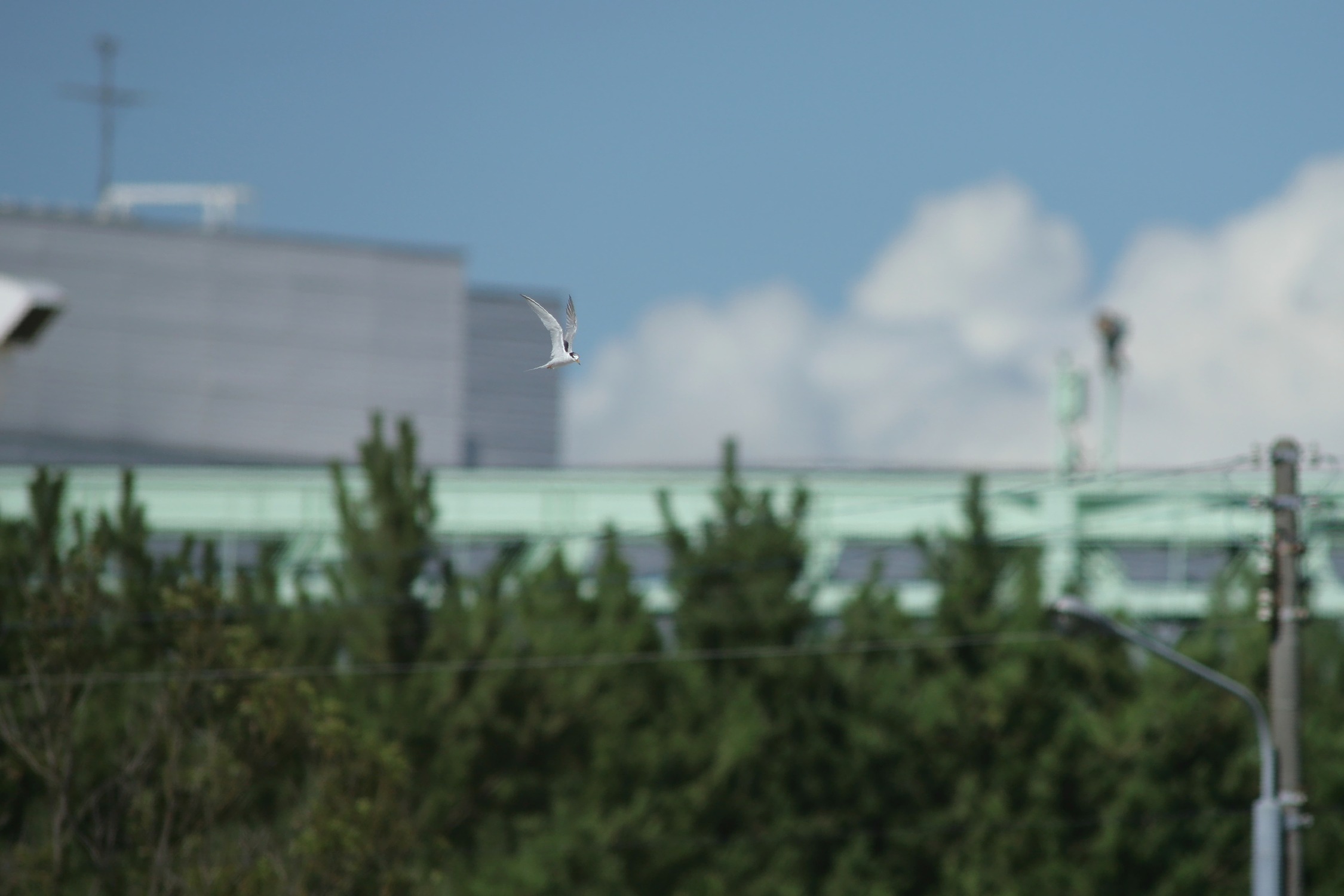 e0154134_1443204.jpg