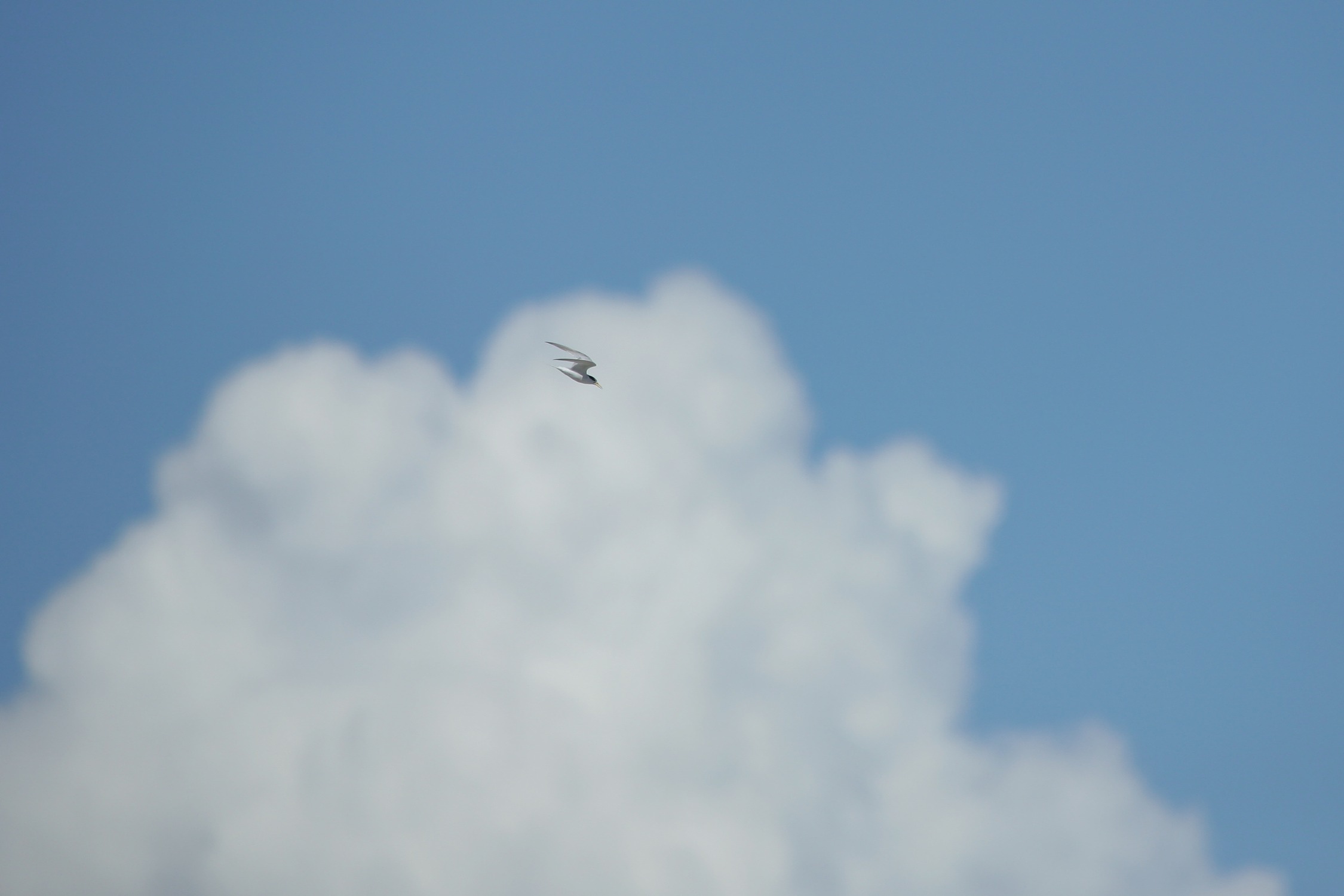e0154134_14471523.jpg
