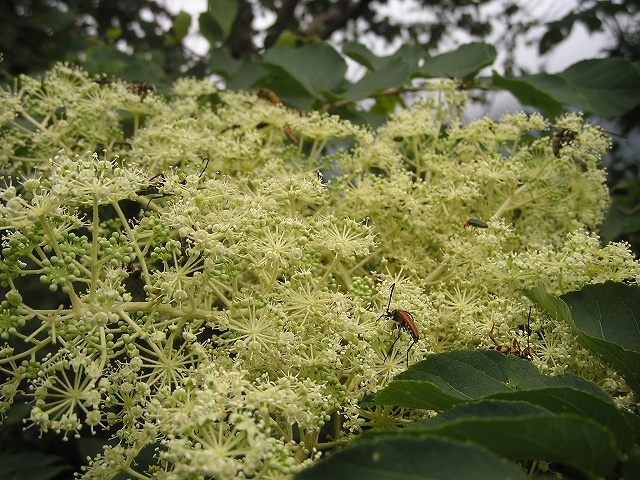 b0099538_10512214.jpg