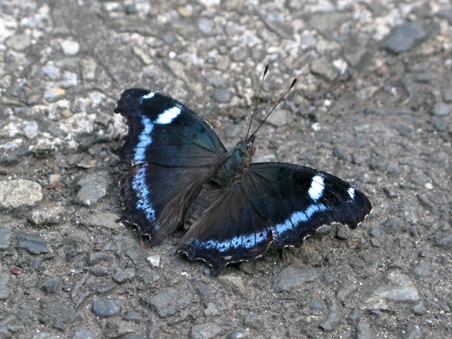a0117440_12292487.jpg