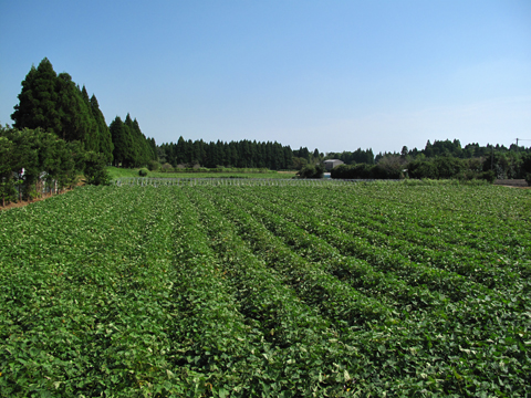 e0190252_2154878.jpg