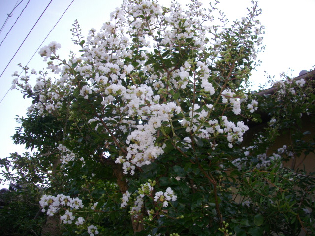 f0113862_18372837.jpg