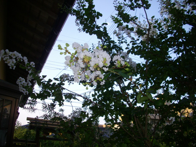 f0113862_1841565.jpg