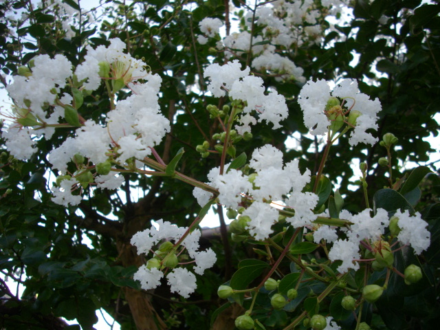 f0113862_1841697.jpg